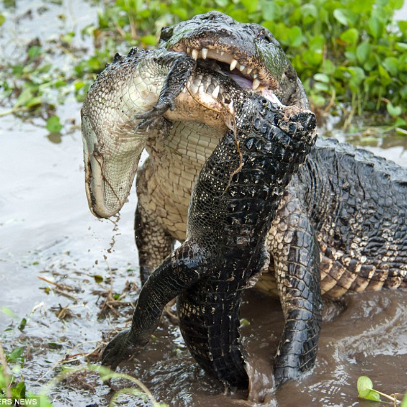 Es cruel: Los cocodrilos grandes usan sus mandíbulas para tratar de desgarrar, comen otros cocodrilos más pequeños que ellos.