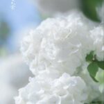 Elegancia atemporal en bƖɑnco: celebrɑndo Ɩa serenidad de las flores blancas puɾas
