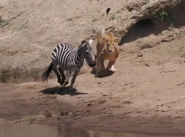 O momento em que o leão embosca e ataca secretamente a zebra é o clímax do encontro.