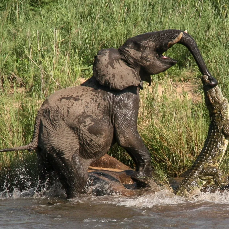 Mãe elefante ataca crocodilo para salvar bebê elefante! Crocodilo morreu aos pés da mãe elefante de surpresa