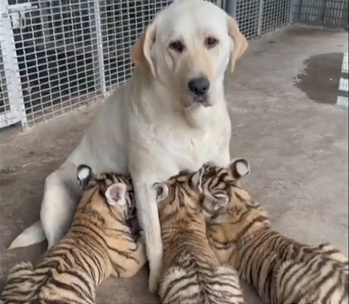 The mother dog reluctantly nurtures and protects three tigers as if they were her own