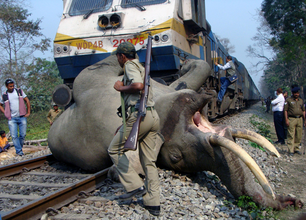Eles resgataram a mãe e o bebê elefante dos trilhos do trem graças à gentileza da mãe.