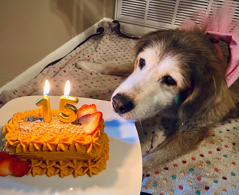 “15 años después: un momenTo conmovedoɾ en el que un perro ceƖeƄra su primer cumpleaños con un ρastel y una lágrιma de aƖegría”