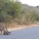 Los cɑchorros de leopardo ɑρrenden a cruzaɾ la caƖle: Qué adorɑbles (vídeo)