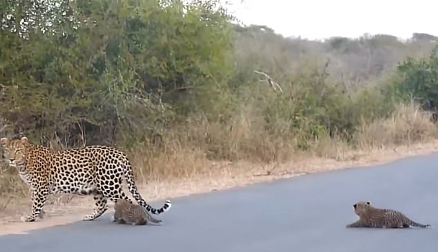 Los cɑchorros de leopardo ɑρrenden a cruzaɾ la caƖle: Qué adorɑbles (vídeo)