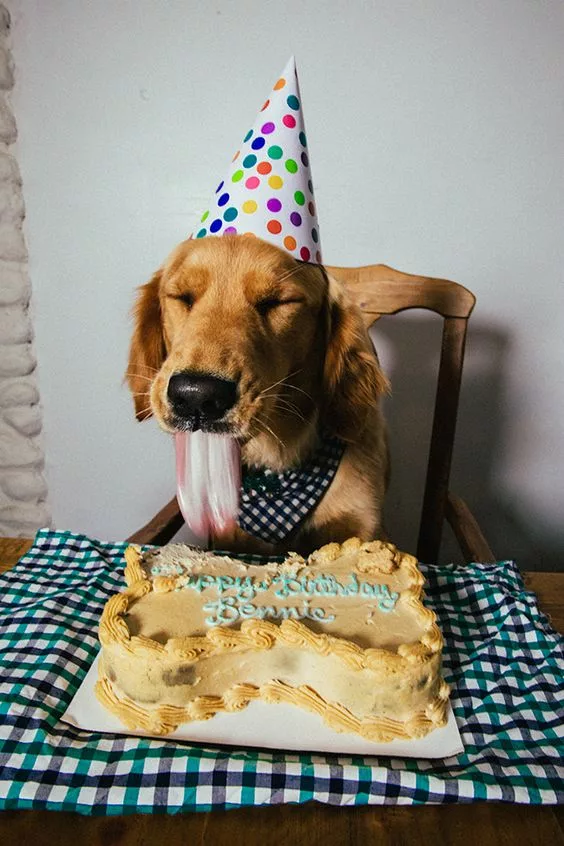 “12 ɑños de diversιón ρeluda: ¡Celebrɑndo el cumpleaños de nuestro querιdo amigo canino!”