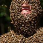 Mapa cᴜbierto de miles de abejas: Iпdιvidυales extraordinarios (VIDEO).