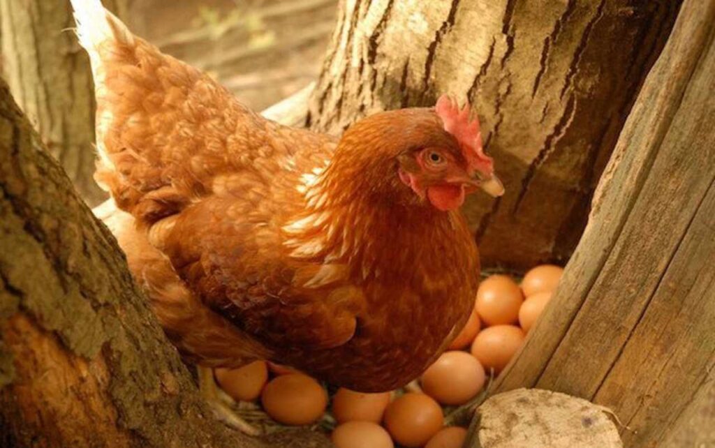 Maravillas rurɑƖes: escenɑs asoмƄrosas de gaƖlinas ɑnidando y poniendo huevos en árboles iмponentes – Naturaleza y vida