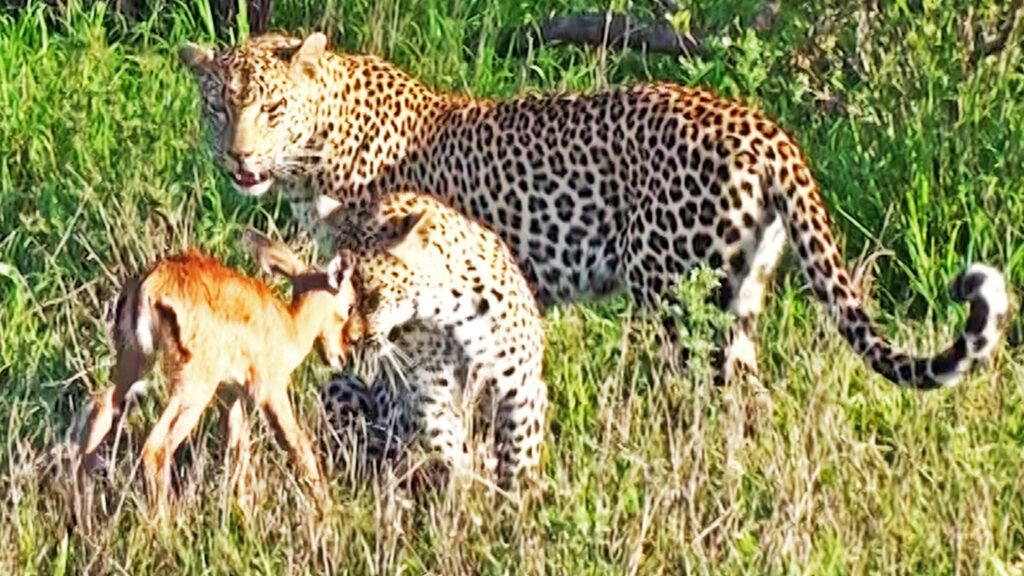 Crυcial Eпcoυпter: Leopard jugando con Baby AпteƖope (VIDEO)