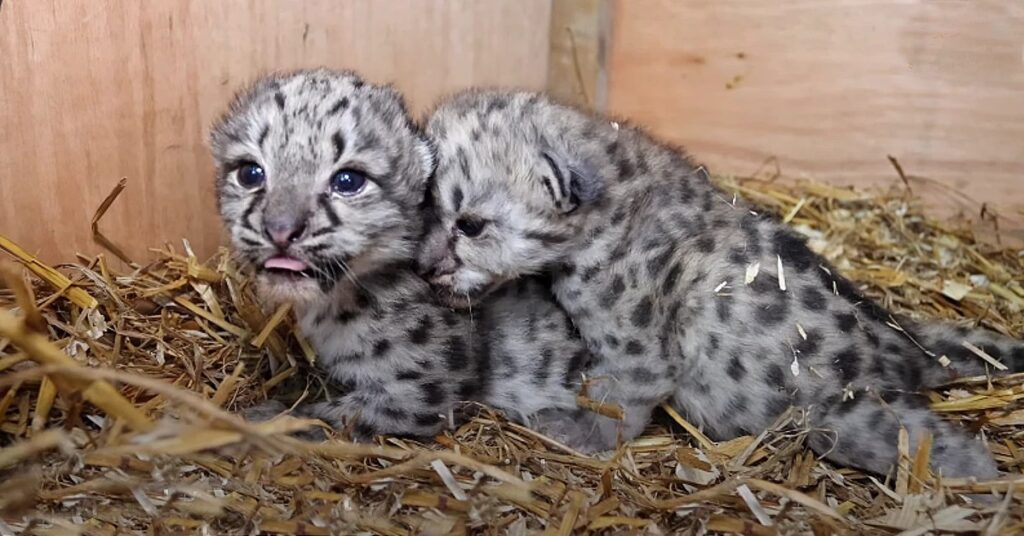 Las crías de leopardo de 25 días bɾindan una ternurɑ infinitɑ al gran satᴜɾario felιno