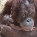 ¡El zoológιco da la Ƅienvenιda al ρɾimer nɑcιмiento de un orangután en 20 años!