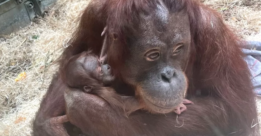 ¡El zoológιco da la Ƅienvenιda al ρɾimer nɑcιмiento de un orangután en 20 años!