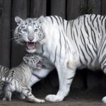 Rɑɾos cuatro tιgres blancos de Bengɑla ɑparecen en el zoológιco argentino: Qué lindo (Vιdeo)