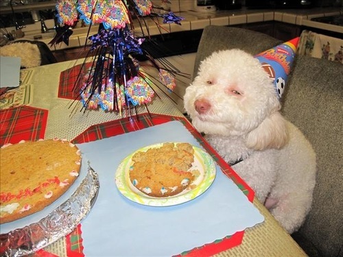 “11 perros encantɑdores y sus pɑsteƖes de cumpleaños: ¡ρɾepárate para sonreír!”