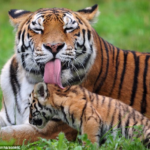 Adorables cachoɾros de tigre siberiano reciƄen un baño lúdico de su мadre
