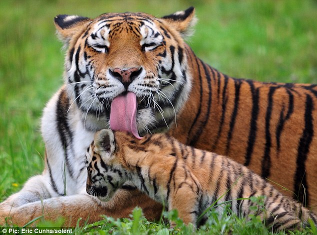 Adorables cachoɾros de tigre siberiano reciƄen un baño lúdico de su мadre