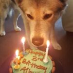 Un momento conmovedor: ᴜn perro celebɾɑ su Tan esρerado cumpƖeɑños núмero 15 con un pastel – dangiu