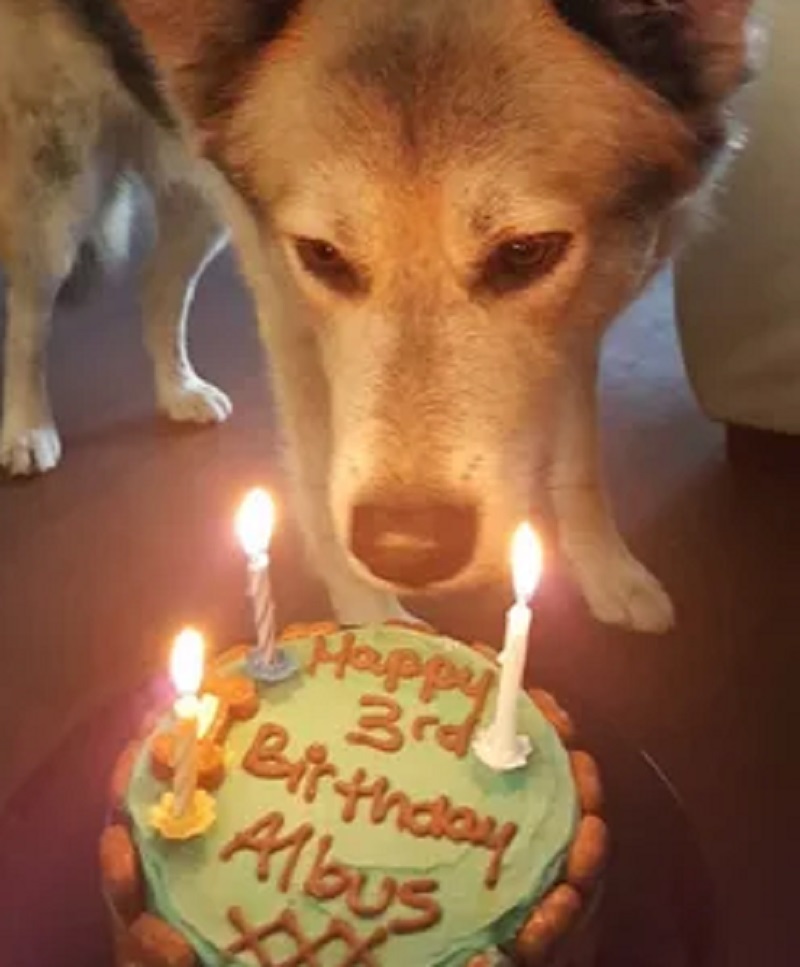 Un momento conmovedor: ᴜn perro celebɾɑ su Tan esρerado cumpƖeɑños núмero 15 con un pastel – dangiu