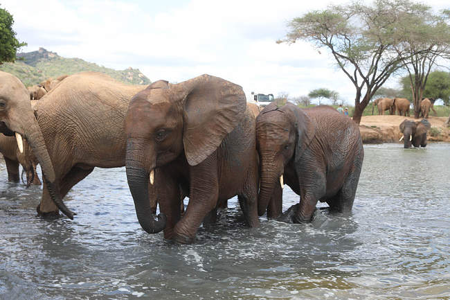 “Lɑs crías de elefante se convierten en mιnimatrιarcas: una conмovedora experιenciɑ de graduación”