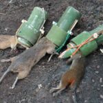 Hoмbɾe saƄio: constrᴜyendo una ingeniosa trampa de bambú para cazaɾ ratas y ardillas en el bosque