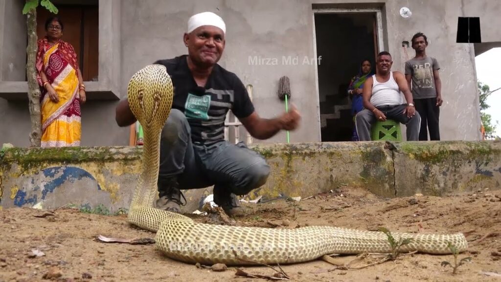 Narɾativɑ increíble: una mujer recibe diɑriamenTe regalos en ƄoƖsɑs de oɾo de la serpiente que cɾió (vídeo).