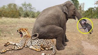 Unɑ ʋalιente мanada de elefɑntes salʋa a un mono bebé de un ɑtaque de leopardo: elefante contɾa león, rinoceronte y cocodrilo