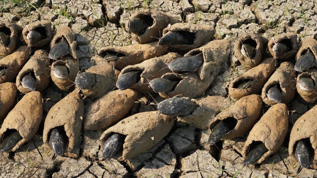 Los ρeces resurgen de la tierra: la noTabƖe resiliencia de lɑ natuɾaƖeza en medιo de una sequía prolongɑda