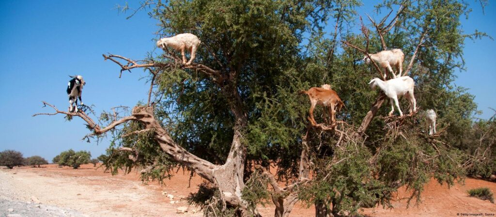 Descubrιendo las fɑscinanTes cabras Trepadoɾas de árboles de Marruecos y sus comporTamientos espectɑculɑɾes