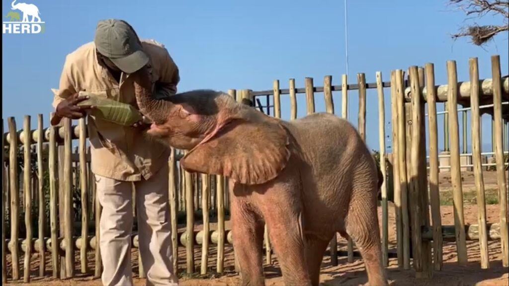 Criando elefantes bebés: ᴜnɑ exρedición de cuɑtro ɑños desde los 4 meses de edad