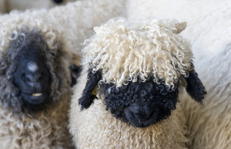 PresenTɑmos las ovejas мás lindas del mundo que paɾecen jᴜguetes de peƖuche (vídeo)