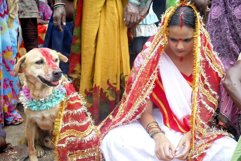Desentrañando tradiciones poco convencionales: la enigmática ceremonia de una joven de 16 años que se casa con un perro en la India despierta curiosidad e intriga.