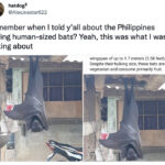 El murciélago gigante de Filipinas es tan grande como un adulto, lo que hace que mucha gente entre en pánico