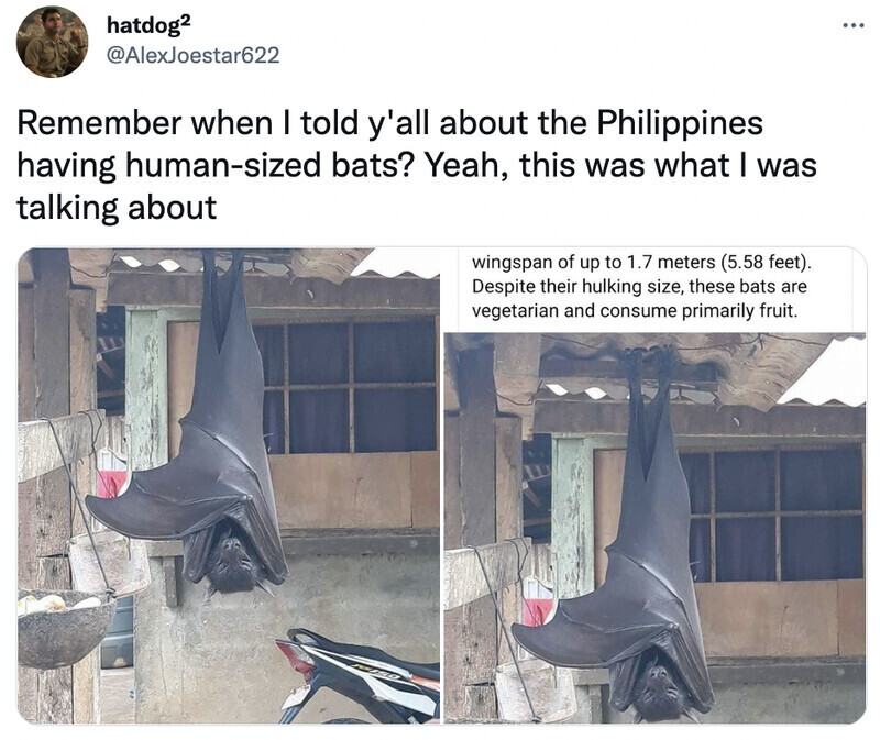 El murciélago gigante de Filipinas es tan grande como un adulto, lo que hace que mucha gente entre en pánico
