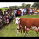 La gente acudió en masa para ver cómo daría a luz la vaca de dos cabezas súper rara en el mundo