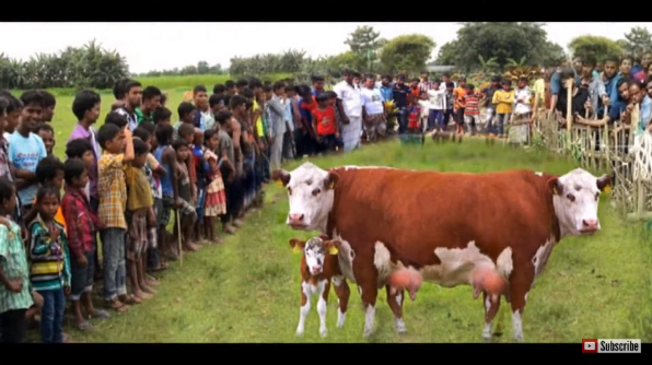 La gente acudió en masa para ver cómo daría a luz la vaca de dos cabezas súper rara en el mundo