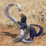 La feroz exhibición de la enojada cobra real atrae a los observadores.