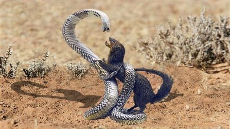 La feroz exhibición de la enojada cobra real atrae a los observadores.