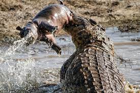 Cuando la madre hipopótamo estaba ausente, el cocodrilo mató al bebé hipopótamo, la escena 5 minutos después tocó el corazón de la gente.