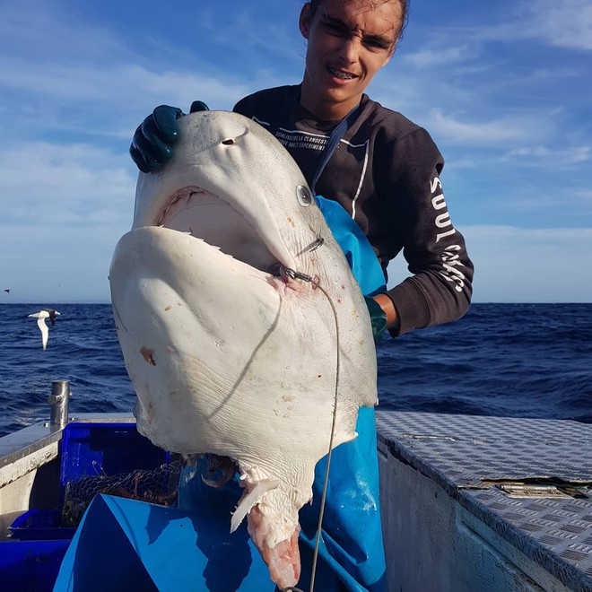 La cabeza de un tiburón gigante fue descubierta en la costa por un pescador australiano.
