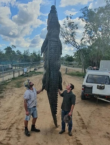 Monstruo gigante: algunos turistas se alarman mucho cuando descubren una extraña criatura como un cocodrilo gigante varado en la playa (VIDEO).