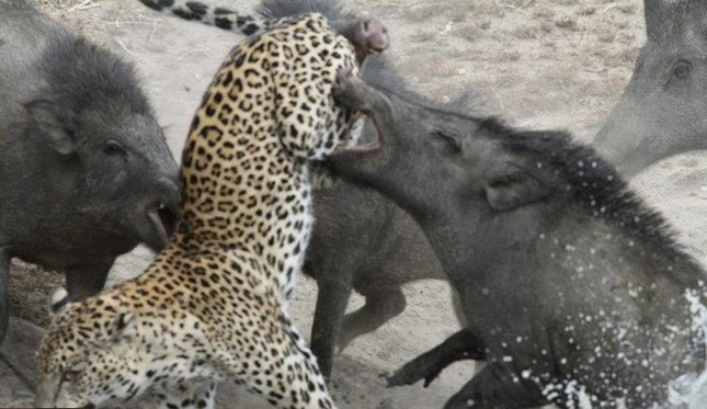 El leopardo fue golpeado sin piedad por el jabalí