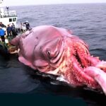 Encuentro increíble: Enorme calamar gigante de 847 libras atrapado accidentalmente en la red de un pescador británico, asombrando a todos