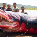 Capturando lo extraordinario: científicos sorprendidos por el monstruo del río Amazonas de 200 años