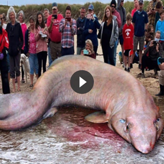 Científicos asombrados por un enorme pez gigante de 5 metros de longitud atado a la playa (vídeo)