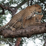 Imágenes raras revelan el exclusivo comportamiento del leopardo dentro del nido de pájaro (vídeo).