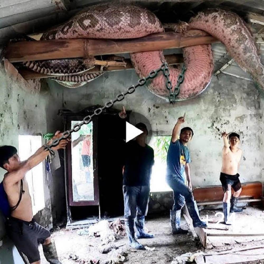 Un hombre se sorprendió al ver una pitón de 30 metros de largo en una sórdida casa abandonada.
