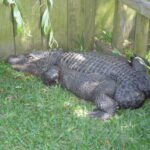 Upuѕuаl y aparentemente altamente destructivo tanto para los humanos como para la naturaleza, un caimán sin cola avistado en Carolina del Sur (VIDEO)”