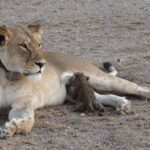 Observar a una leona anciana cuidando a un cachorro de leopardo: revelando los asombrosos vínculos de la naturaleza”