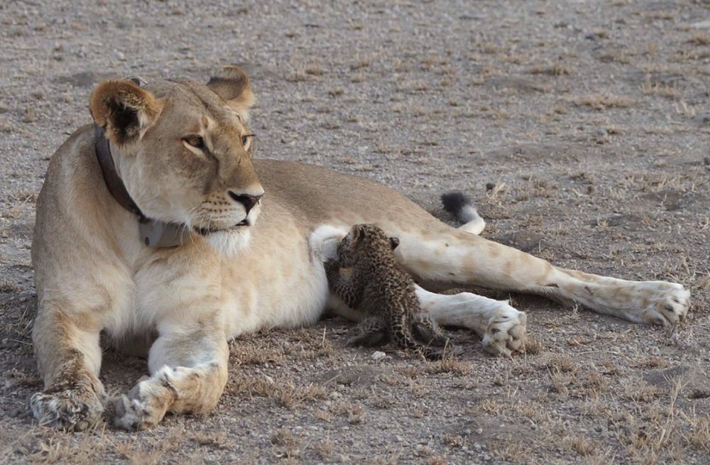 Observar a una leona anciana cuidando a un cachorro de leopardo: revelando los asombrosos vínculos de la naturaleza”