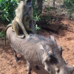 “La escena de monos cabalgando con jabalíes provoca risas mientras huyen de los lugareños y participan en una pelea despiadada (VIDEO)”